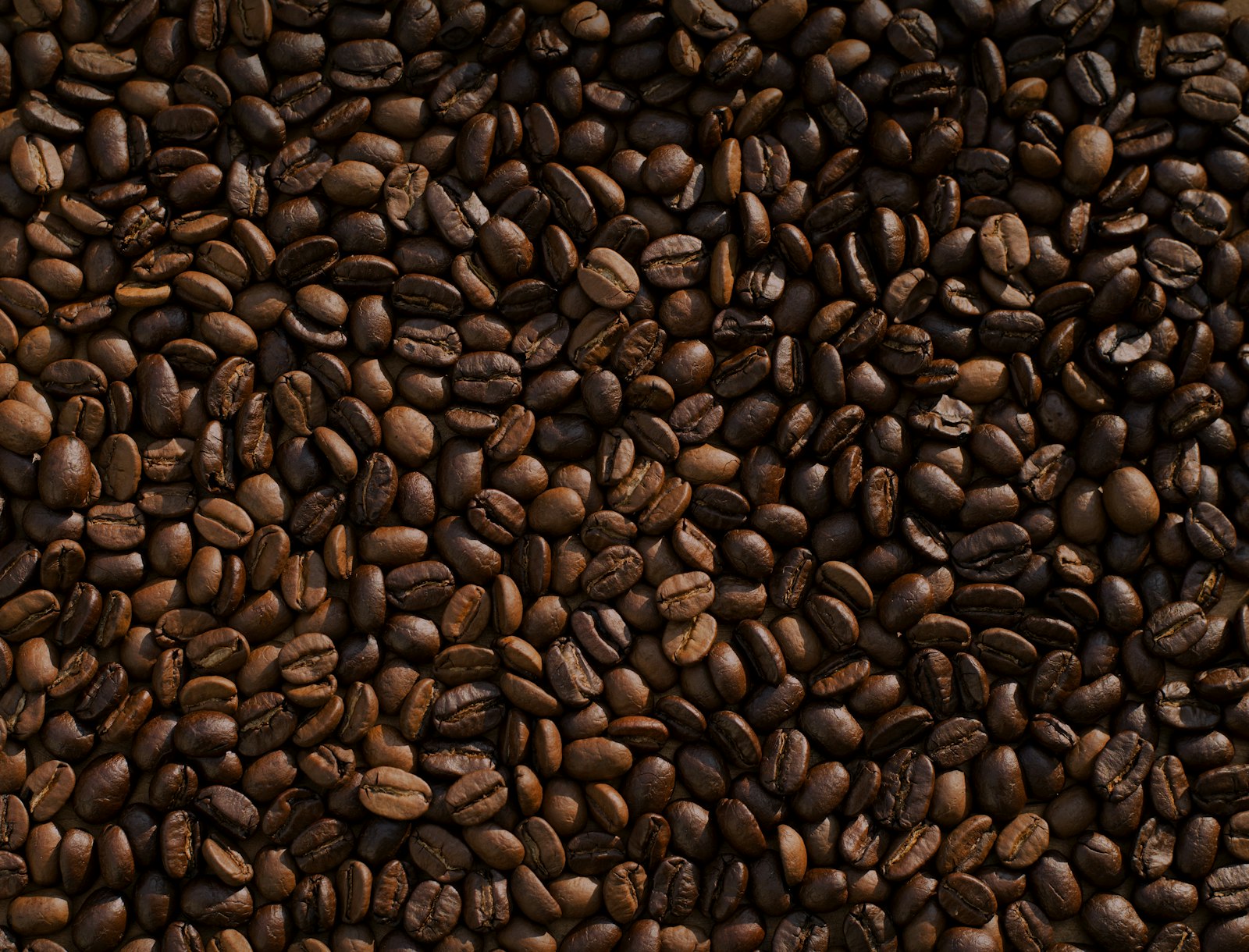 Cultivo de café bajo sombra
